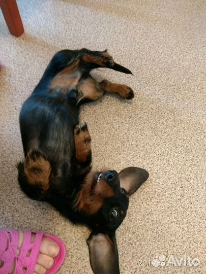 Такса кролик для вязки