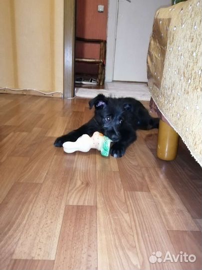 Собака в добрые руки отдам бесплатно