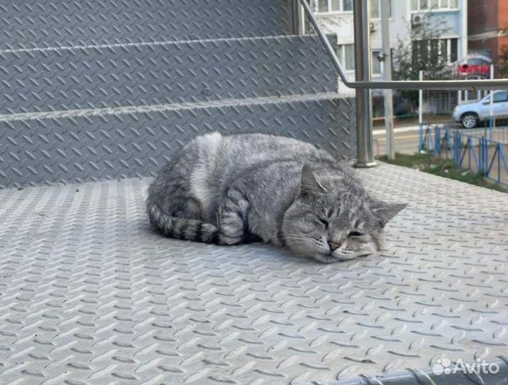 Кошка