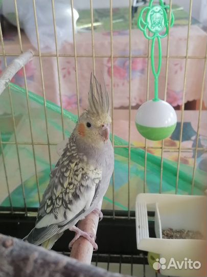 Попугай карелла самец