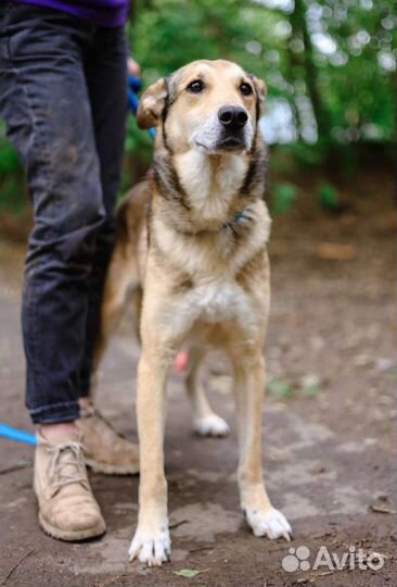 Хьюго страдает