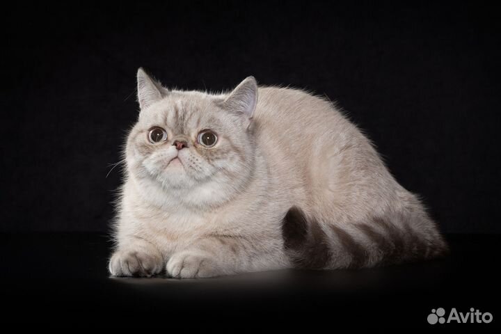 Экзотический котенок