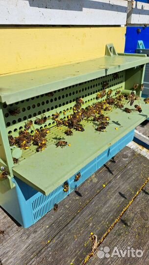 Пыльца пчелиная