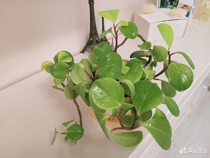 Пеперомия туполистная вариегатная