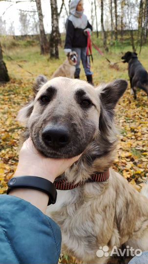 Собаки из приюта в дар