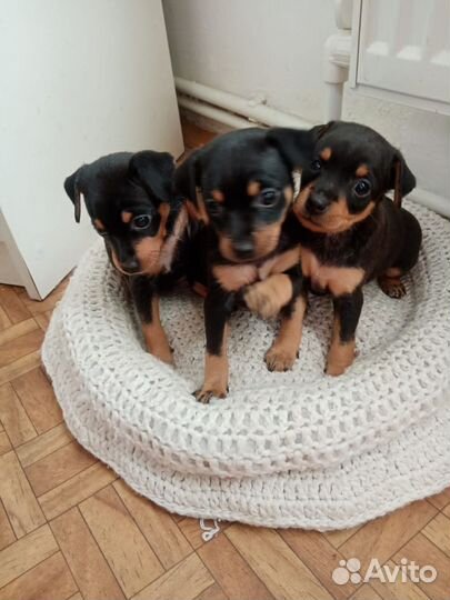 Щенки тойтерьера