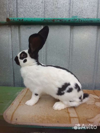 Кролики нпв