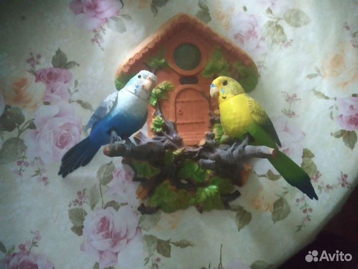 Попугаи поющие
