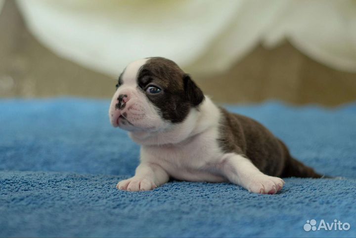 Щенки бостон терьер