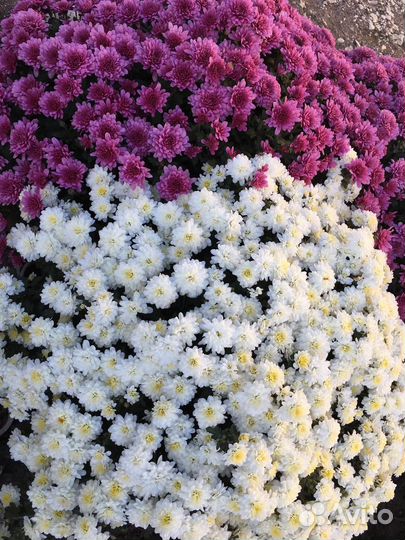 Хризантема мультифлора