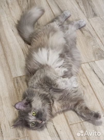 Кошка Стеша