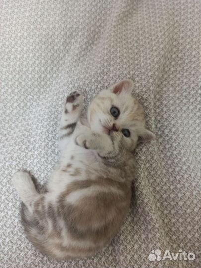 Шотландские котята