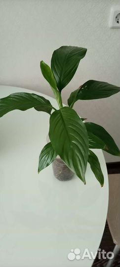 Спатифилум