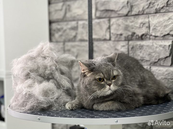 Груминг кошек стрижка кошек