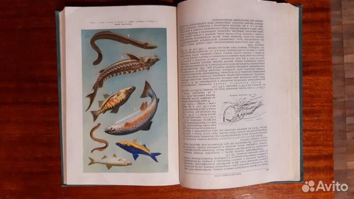 Реки Озера и Водохранилища СССР Их фауна и флора