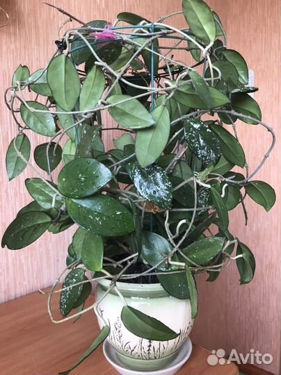 Хойя карноза