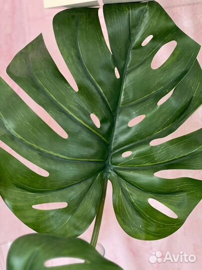 Монстера IKEA