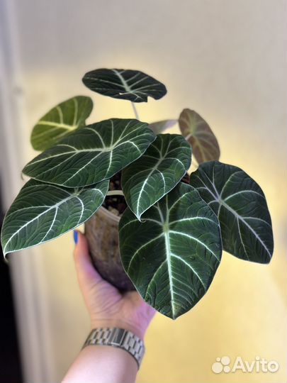 Алоказия блэк вельвет