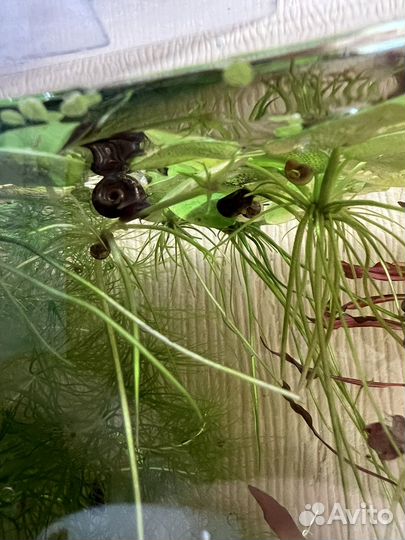 Улитки аквариумные