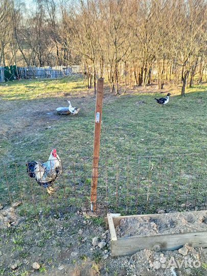 Инкубационное яйцо индоутки