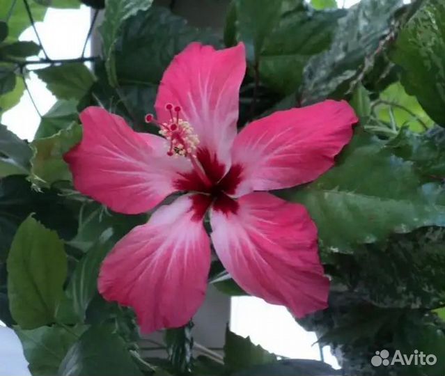 Гибискус пестролистный