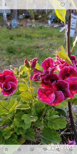 Пеларгония герань сортовая королевская