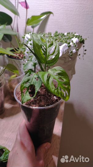 Монстера манки