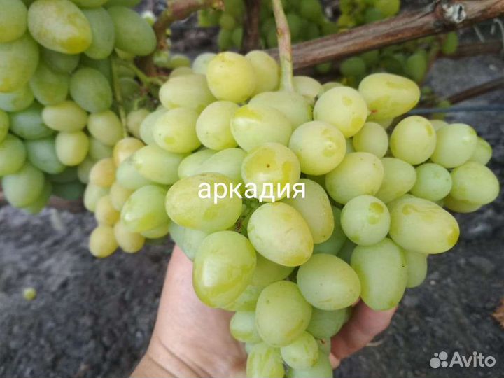 Саженцы виноград