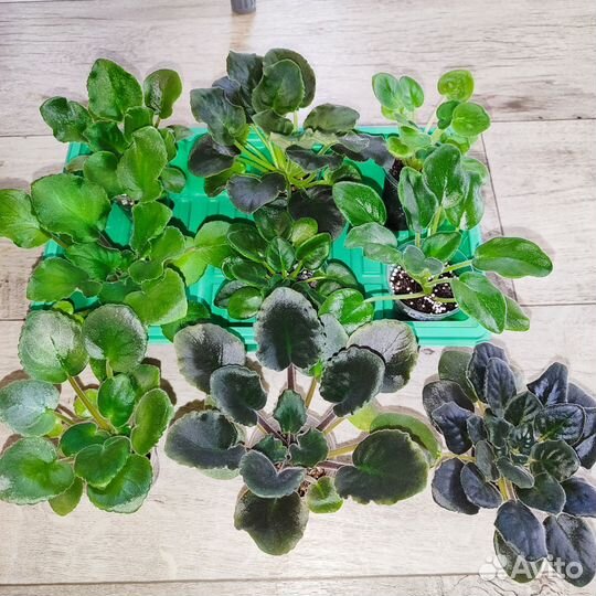 Набор деток сортовых фиалок