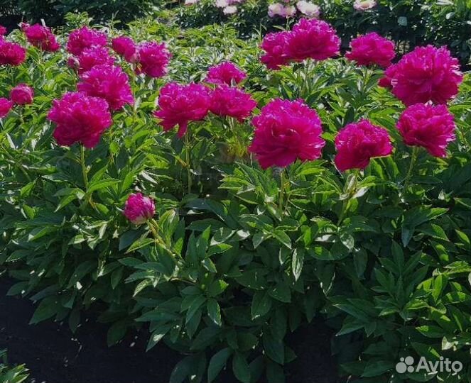 Пион Поль Уайт