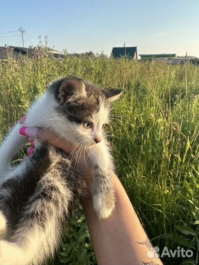 Кошка в дар