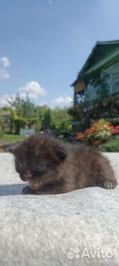 Чёрный котик. Котята в добрые руки 4 недели)