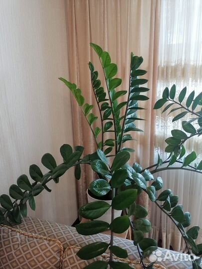 Замиокулькас