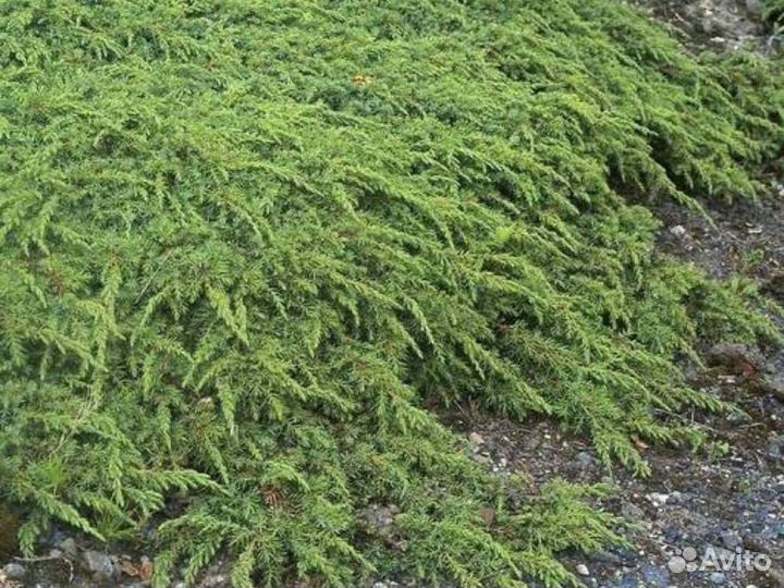 Можжевельник обыкновенный Грин Карпет (С3) (30-40)