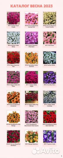 Вегетативные петунии