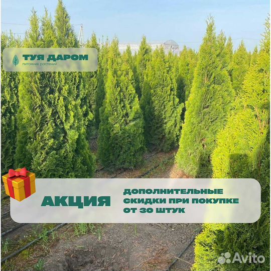 Туя смарагд 190 см