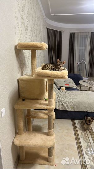 Бенгальский кот