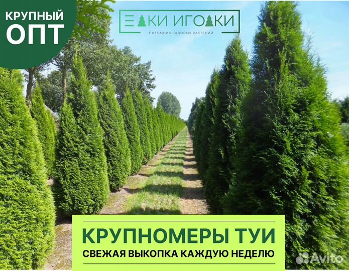Туи Крупномеры Смарагд 3 м