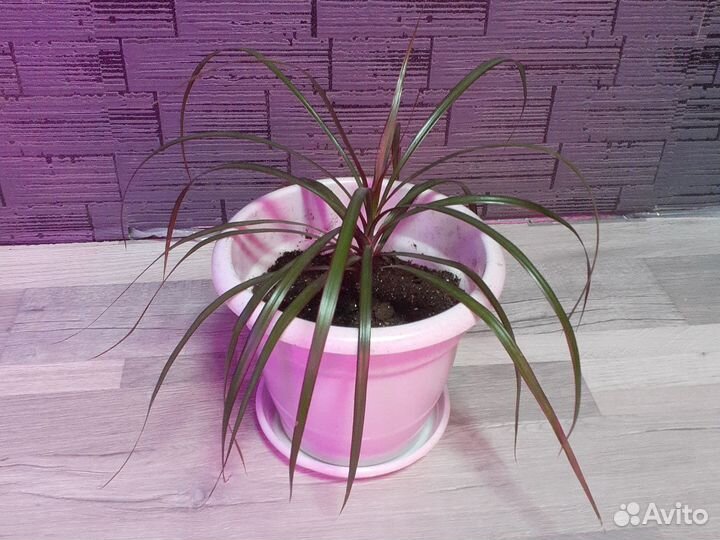 Пальма драцена