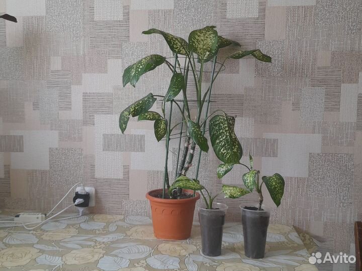 Сансевиерия/щучий хвост/алое Вера,дифенбахия