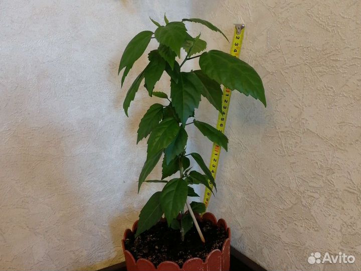 Гибискус китайская роза