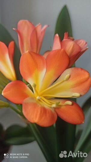 Комнатные растения цветы