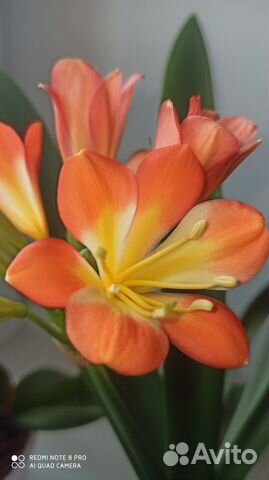 Комнатные растения цветы