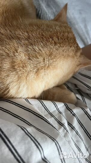 Отдам кота в добрые ручки