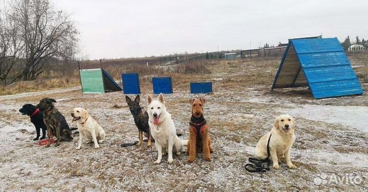 Дрессировка собак