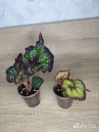 Бегония, фикус, маранта, эпипремнум