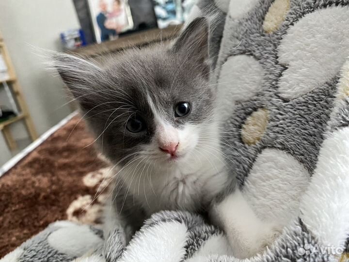 Котята отдам в добрые руки бесплатно