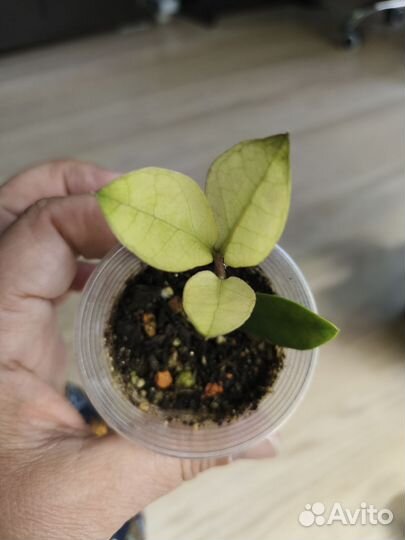 Замиокулькас акебоно