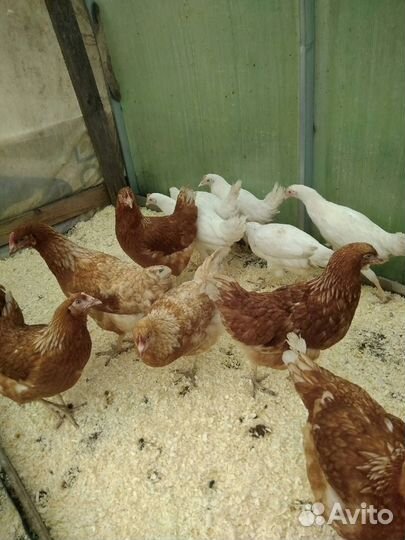 Куры Несушки