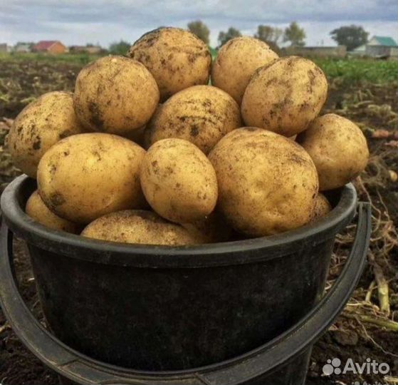 Картофель домашний гала